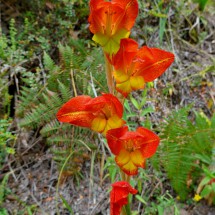 Cayambe and Corazon